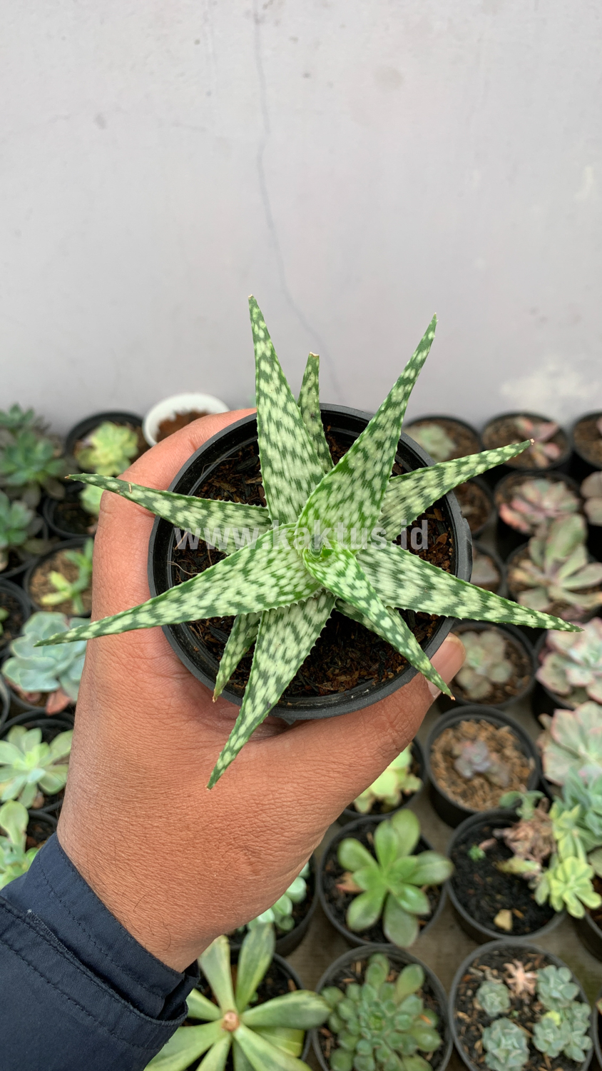 922. Aloe White Beauty - Image 6