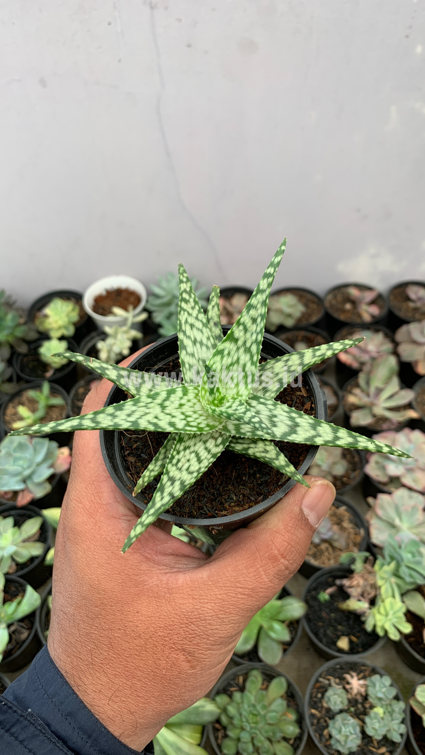 922. Aloe White Beauty - Image 5
