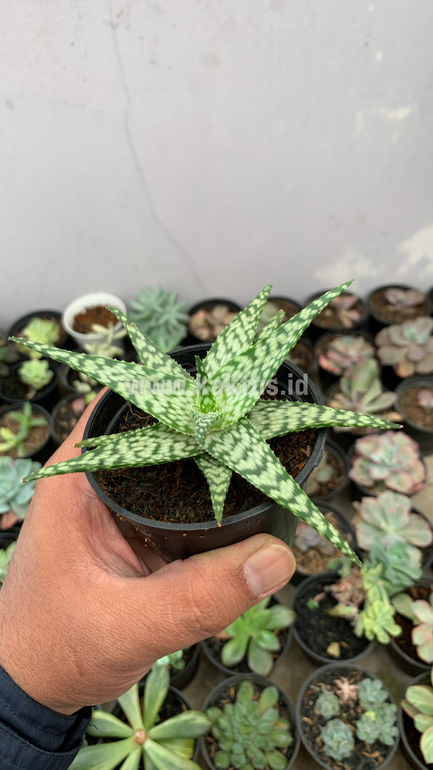 922. Aloe White Beauty - Image 4
