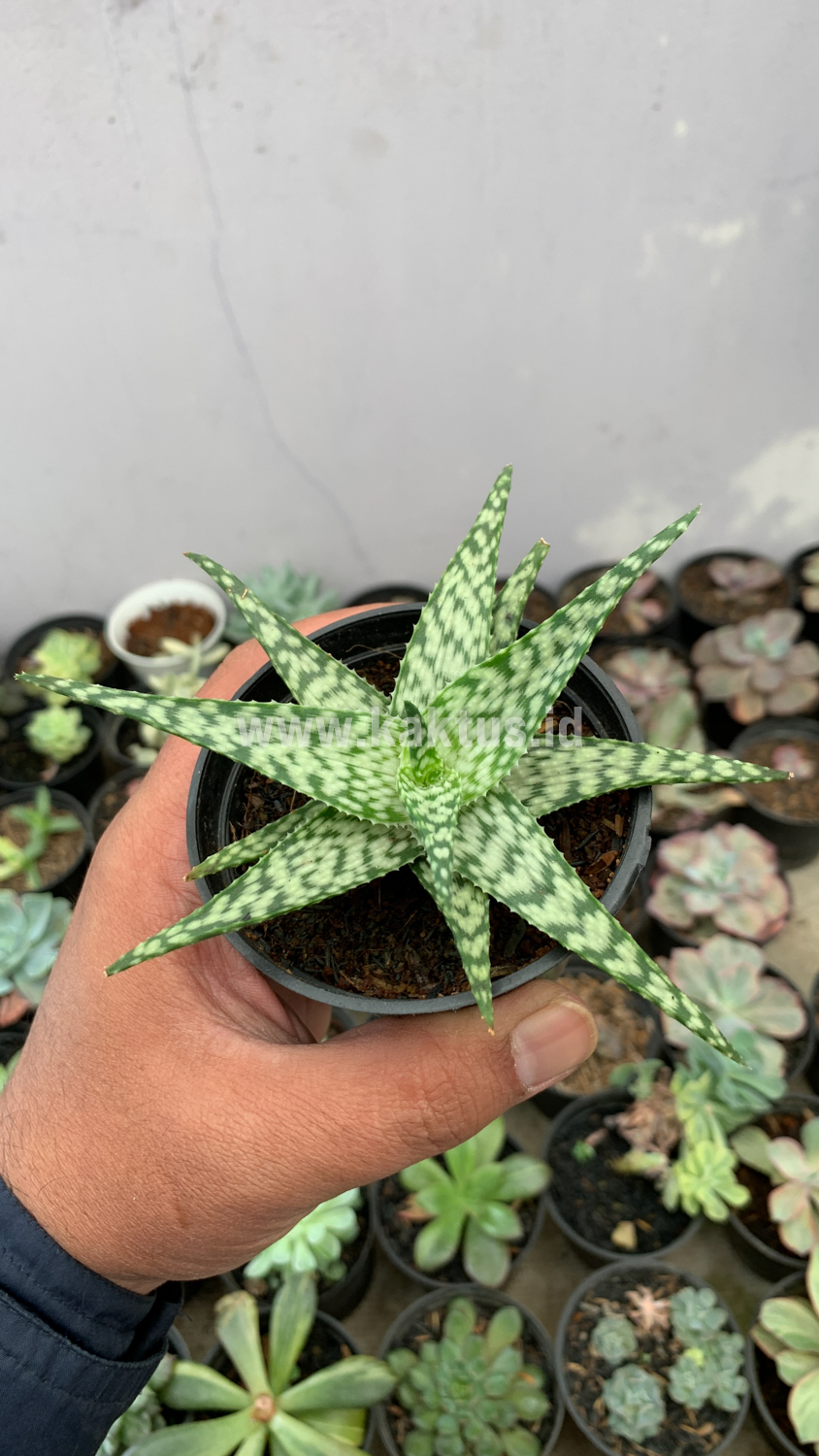 922. Aloe White Beauty - Image 3
