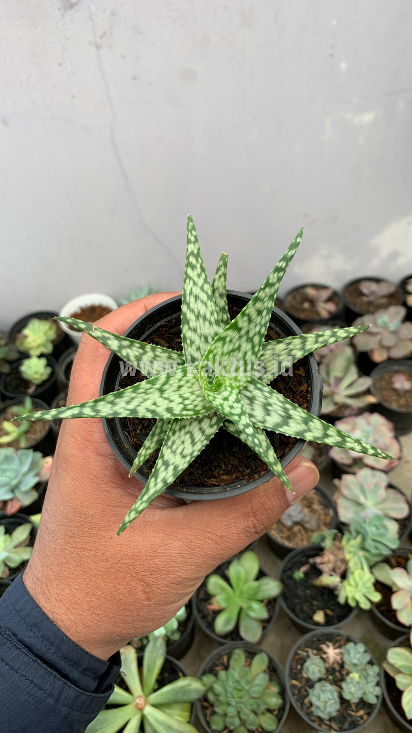 922. Aloe White Beauty - Image 2