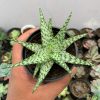 922. Aloe White Beauty