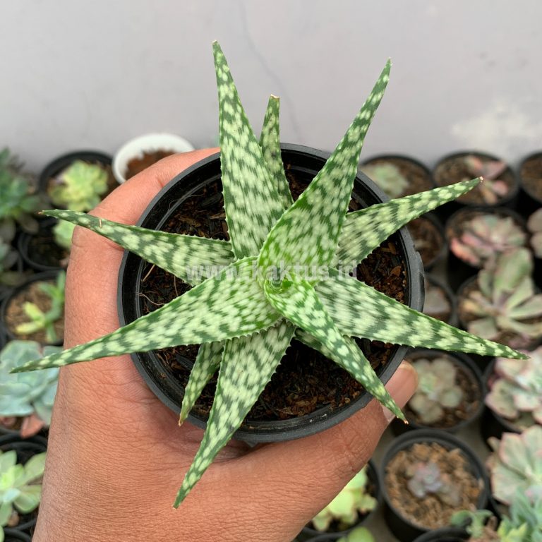 922. Aloe White Beauty