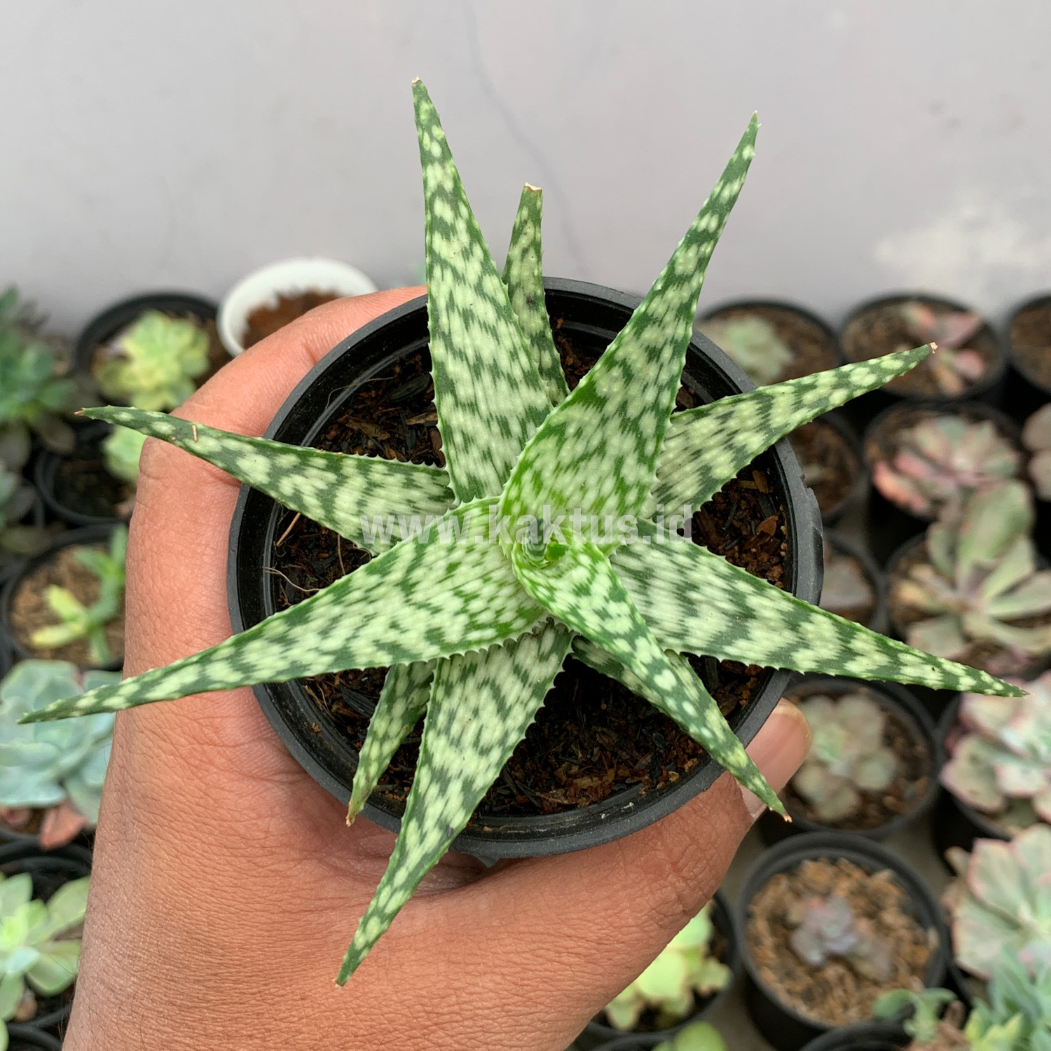922. Aloe White Beauty