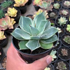 Alternative view of 923. Agave Potatorum Tradewinds