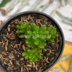Alternative view of 924. Sedum Jelly Beans