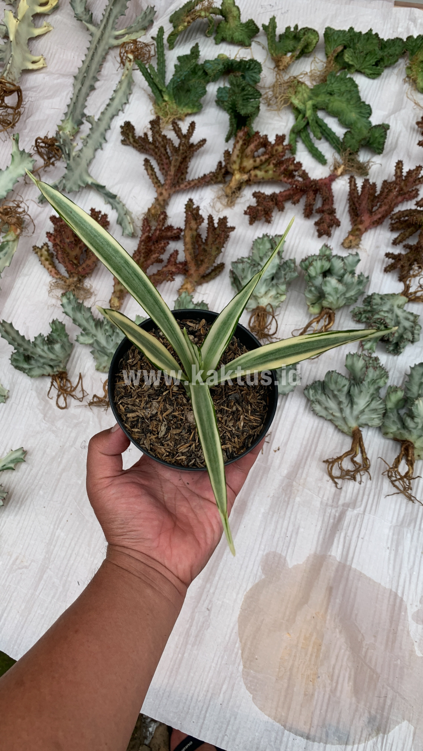 925. Sansevieria Parva Lancet White - Image 12