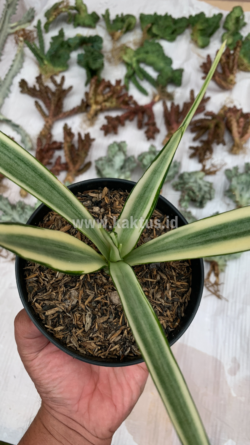 925. Sansevieria Parva Lancet White - Image 11