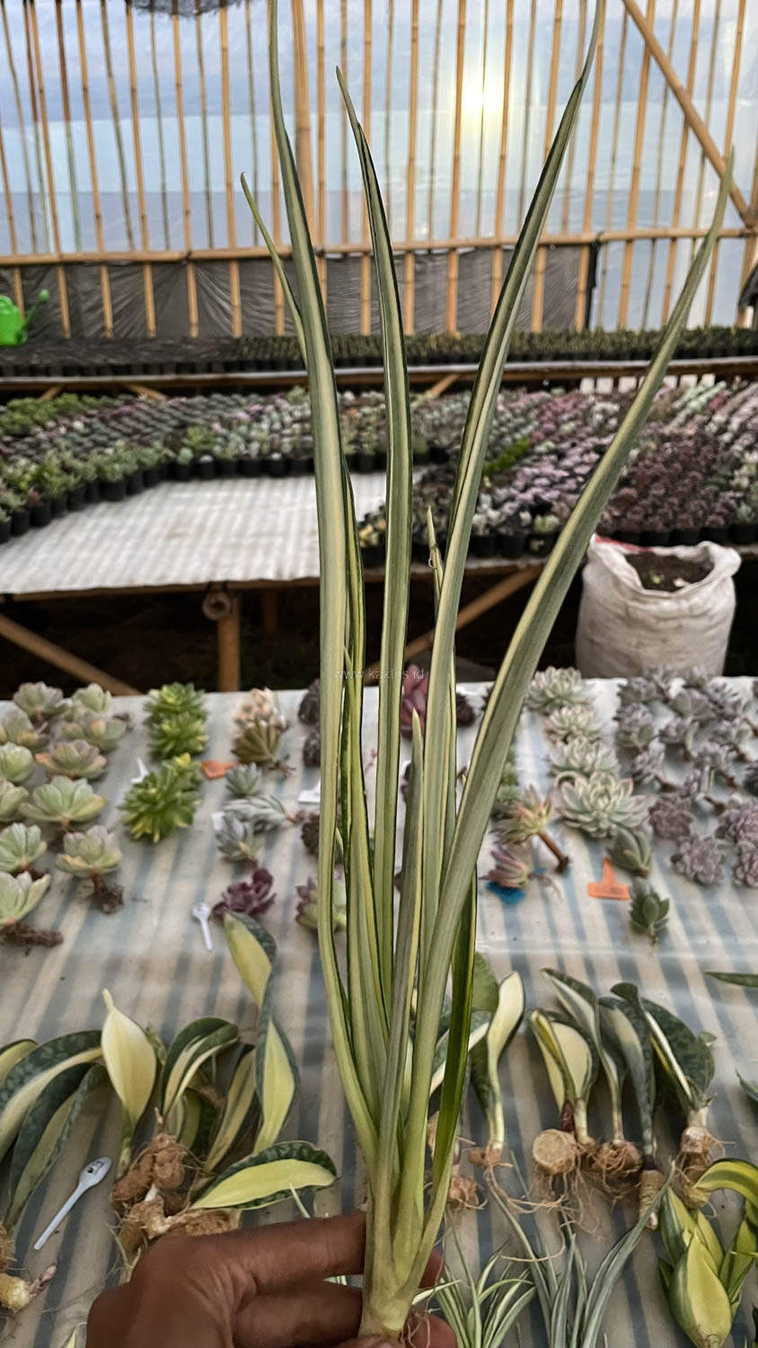925. Sansevieria Parva Lancet White - Image 14