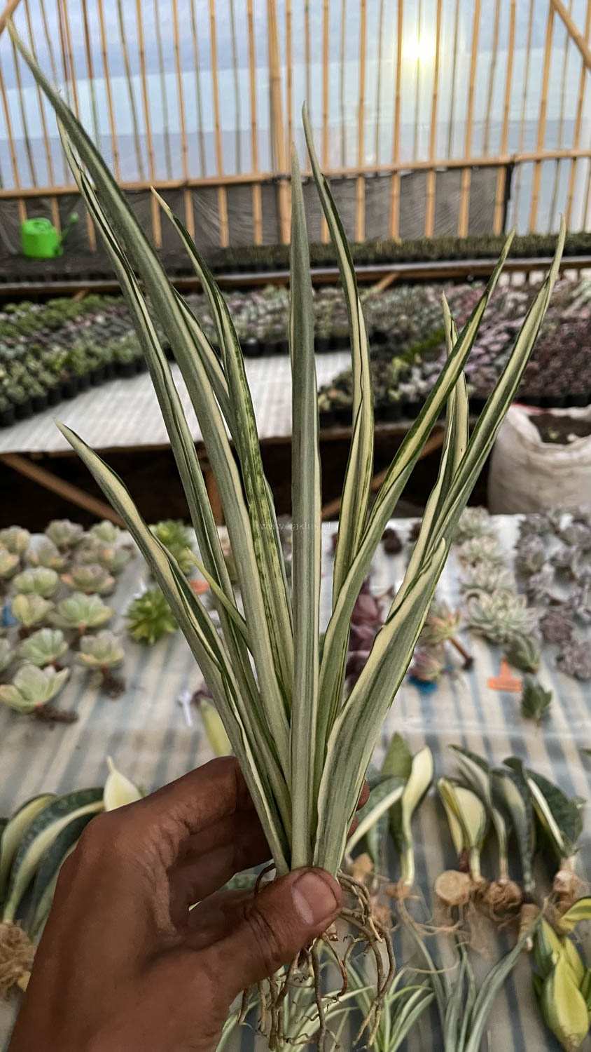 925. Sansevieria Parva Lancet White - Image 7