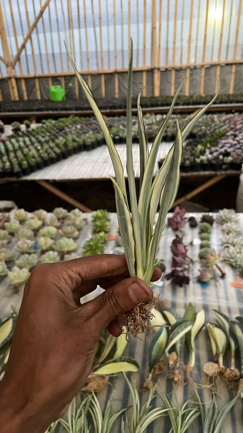 925. Sansevieria Parva Lancet White - Image 9