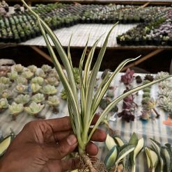 Alternative view of 925. Sansevieria Parva Lancet White