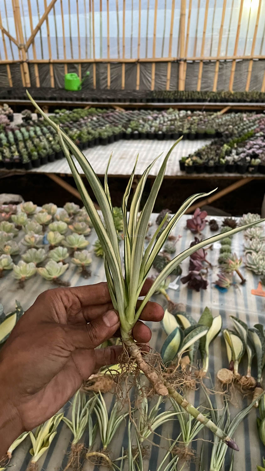 925. Sansevieria Parva Lancet White - Image 2