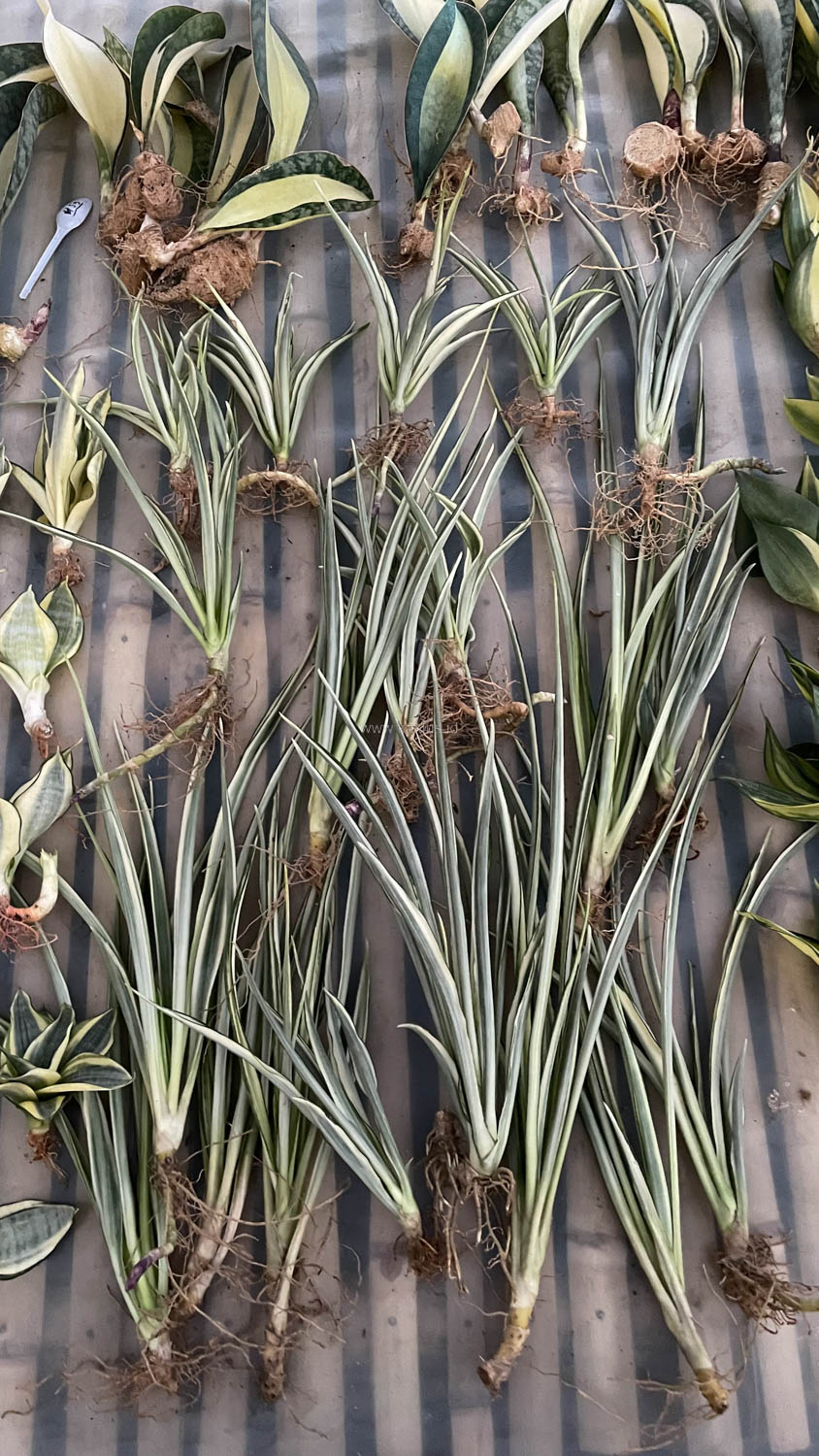 925. Sansevieria Parva Lancet White - Image 13