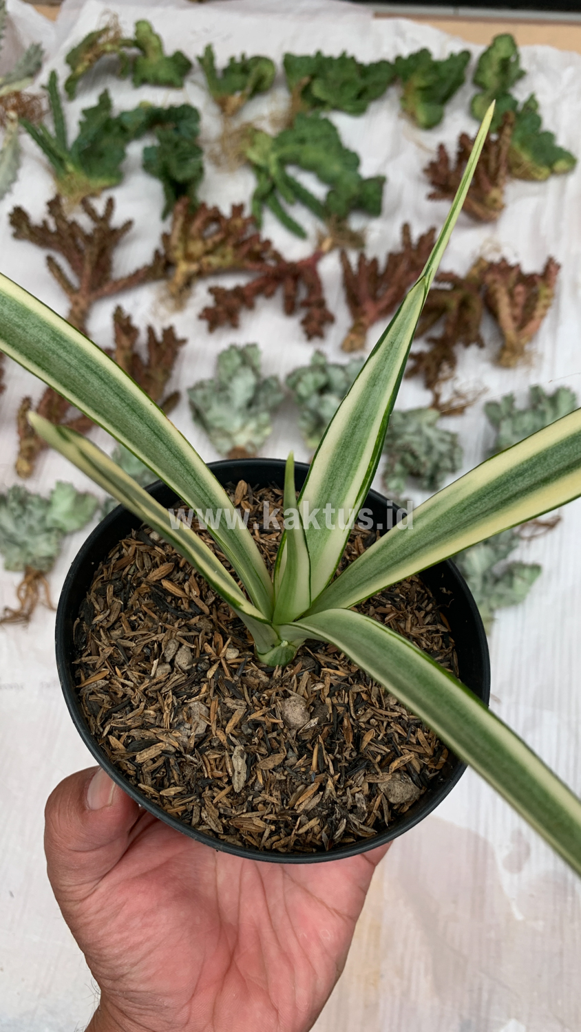 925. Sansevieria Parva Lancet White - Image 10