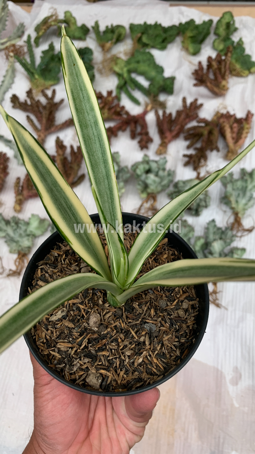 925. Sansevieria Parva Lancet White - Image 8