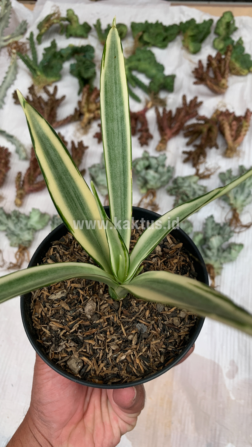 925. Sansevieria Parva Lancet White - Image 6