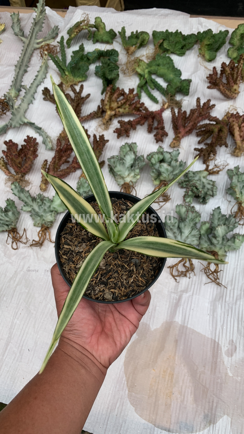 925. Sansevieria Parva Lancet White - Image 5