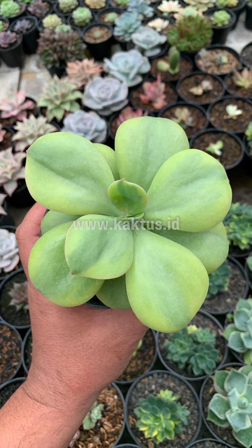 926. Echeveria Decora Yellow Variegated - Image 3