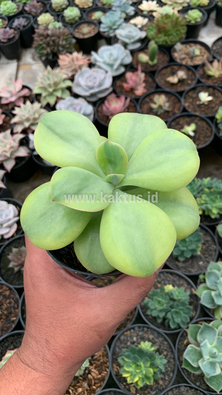926. Echeveria Decora Yellow Variegated - Image 5