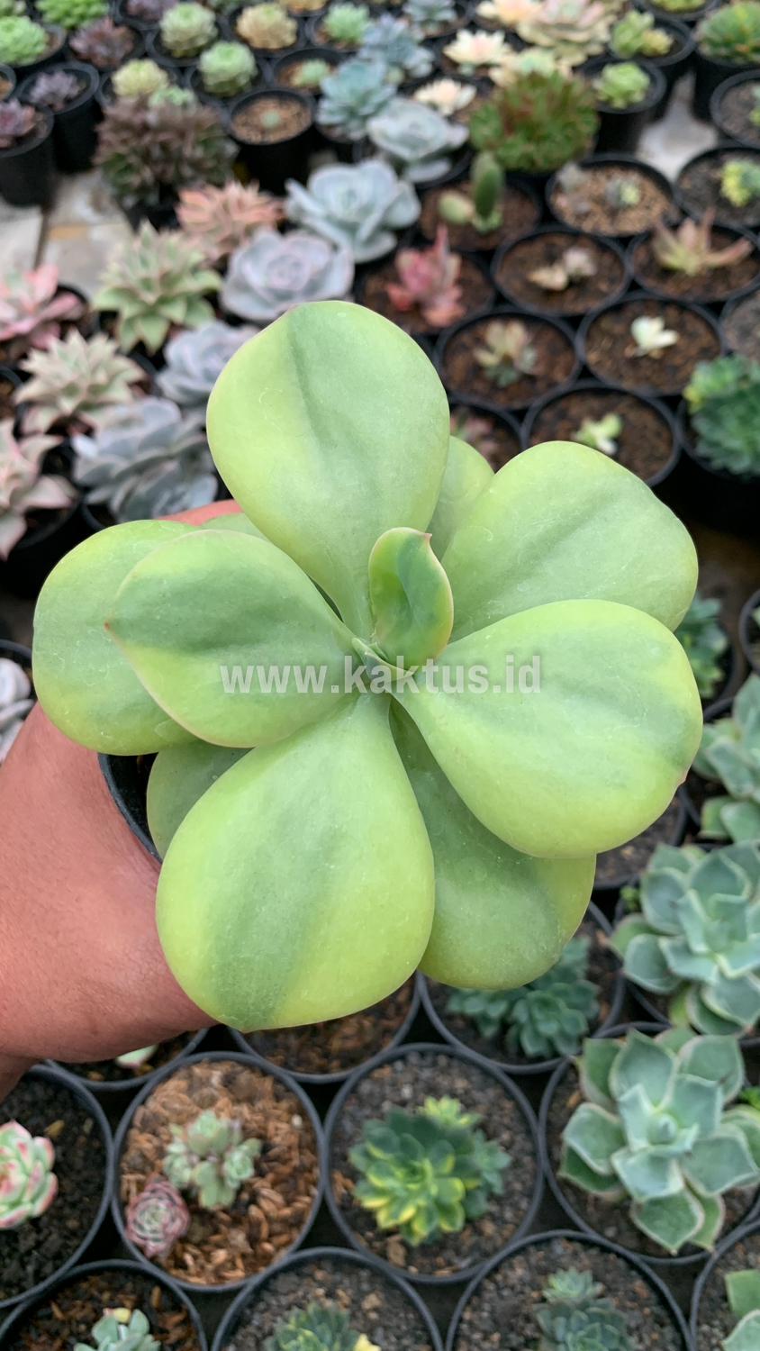 926. Echeveria Decora Yellow Variegated - Image 6