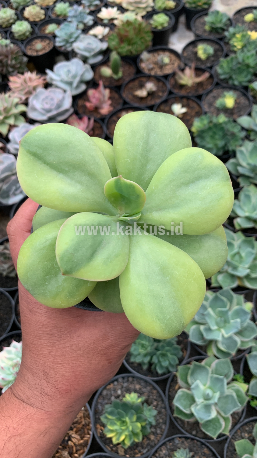 926. Echeveria Decora Yellow Variegated - Image 7