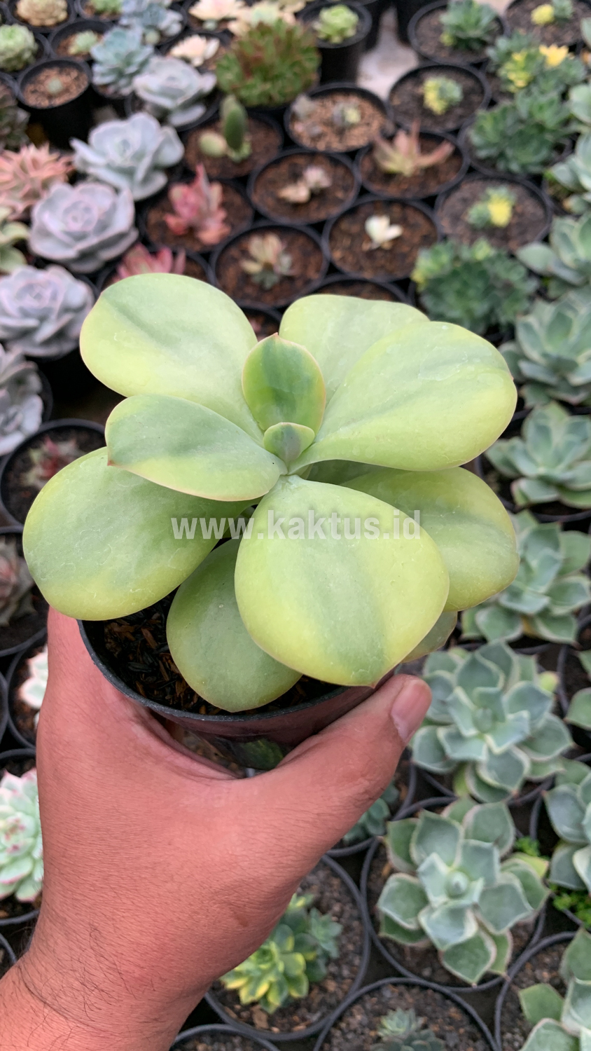 926. Echeveria Decora Yellow Variegated - Image 8