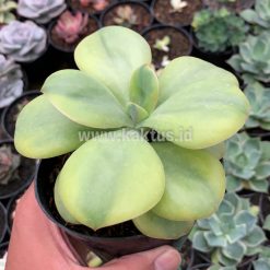 Alternative view of 926. Echeveria Decora Yellow Variegated