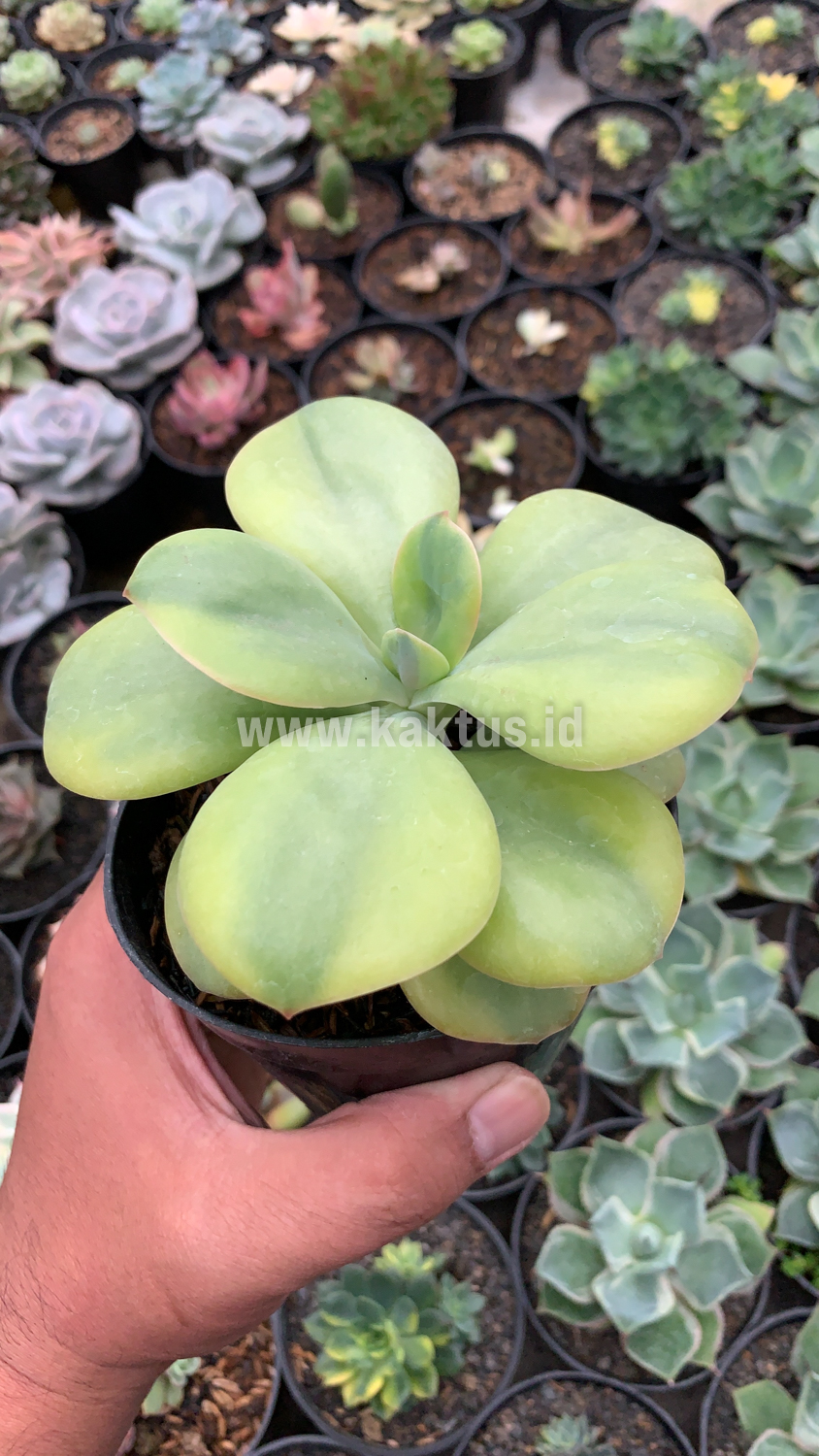 926. Echeveria Decora Yellow Variegated - Image 2