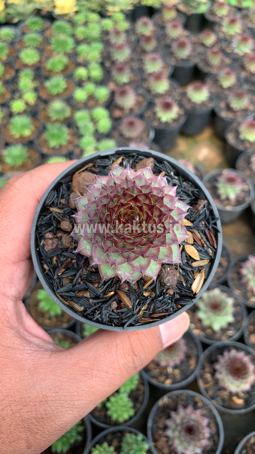 927. Sempervivum Lion King - Image 9