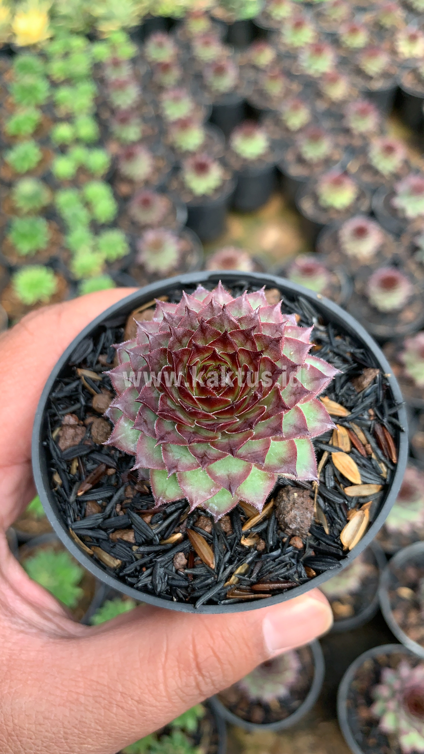 927. Sempervivum Lion King - Image 8