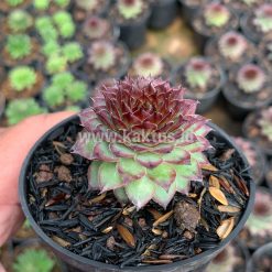 Alternative view of 927. Sempervivum Lion King