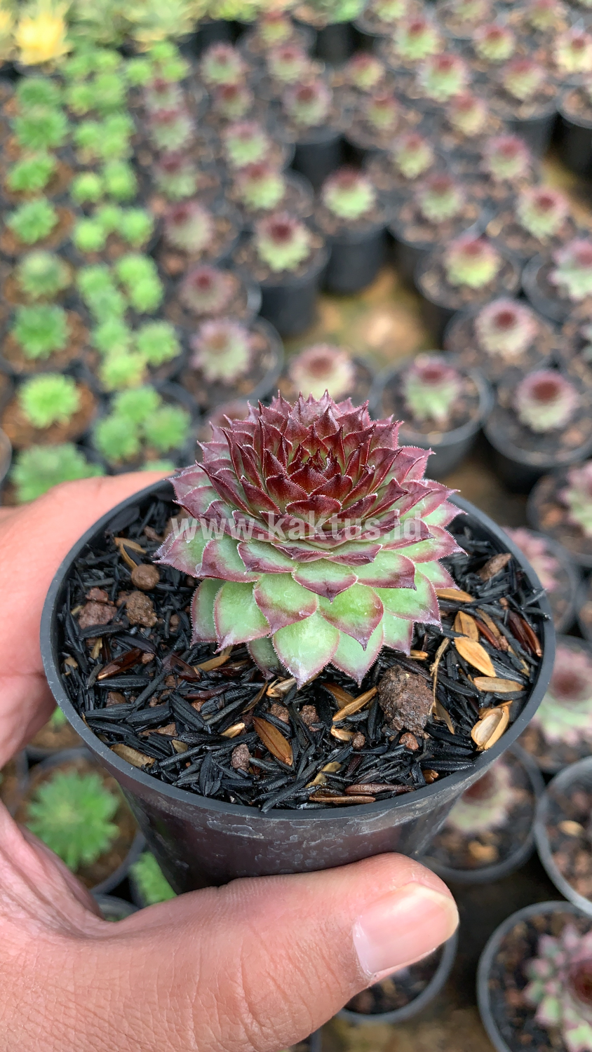 927. Sempervivum Lion King - Image 2