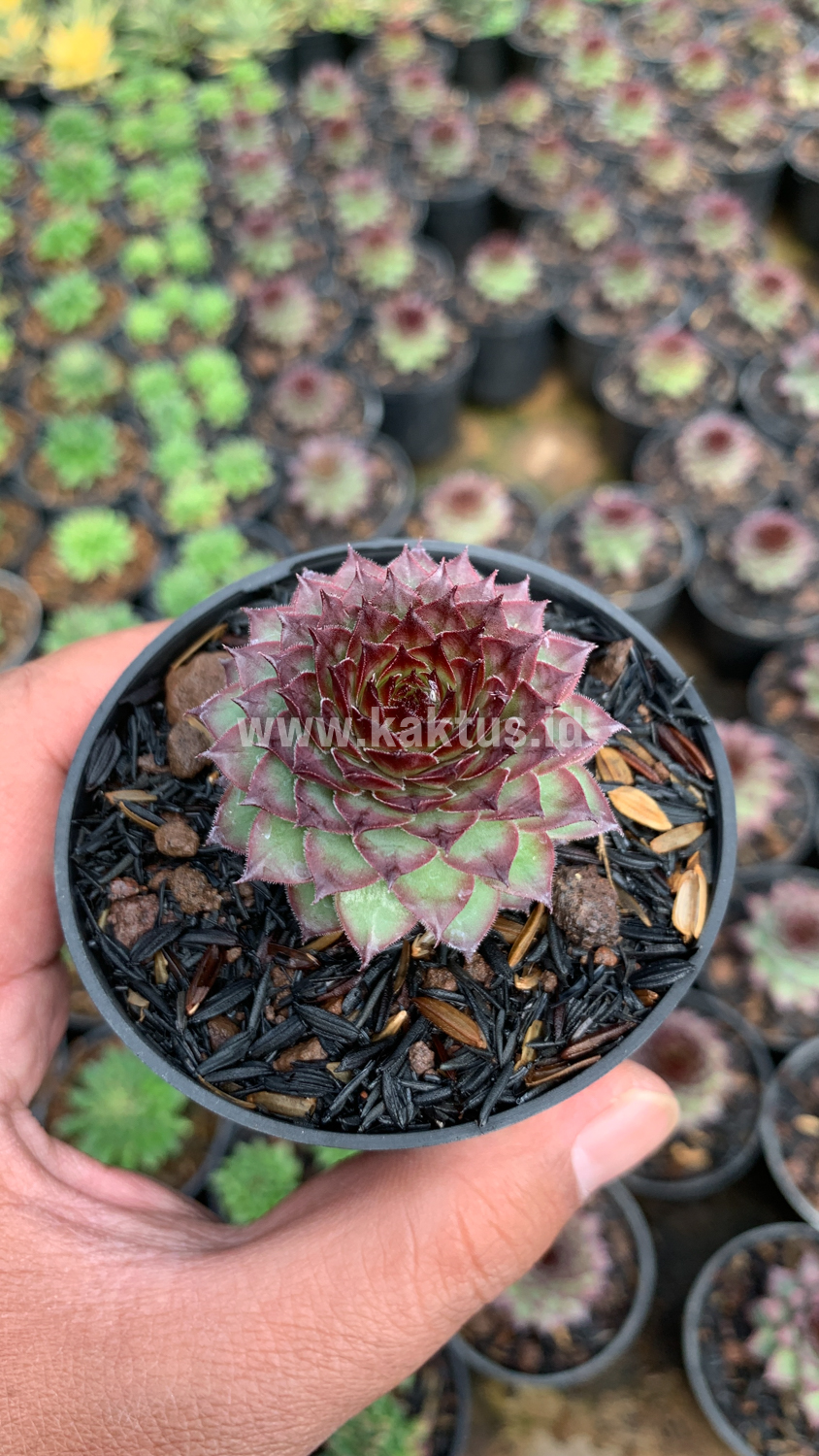 927. Sempervivum Lion King - Image 7