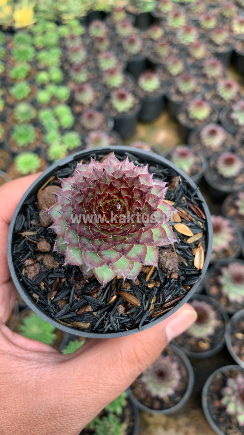 927. Sempervivum Lion King - Image 6