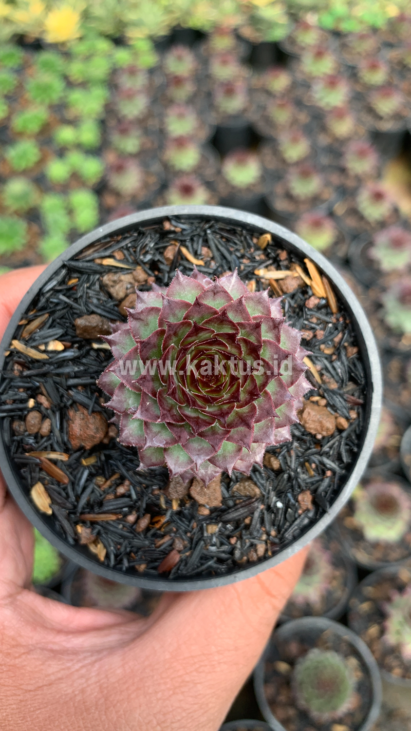 927. Sempervivum Lion King - Image 5