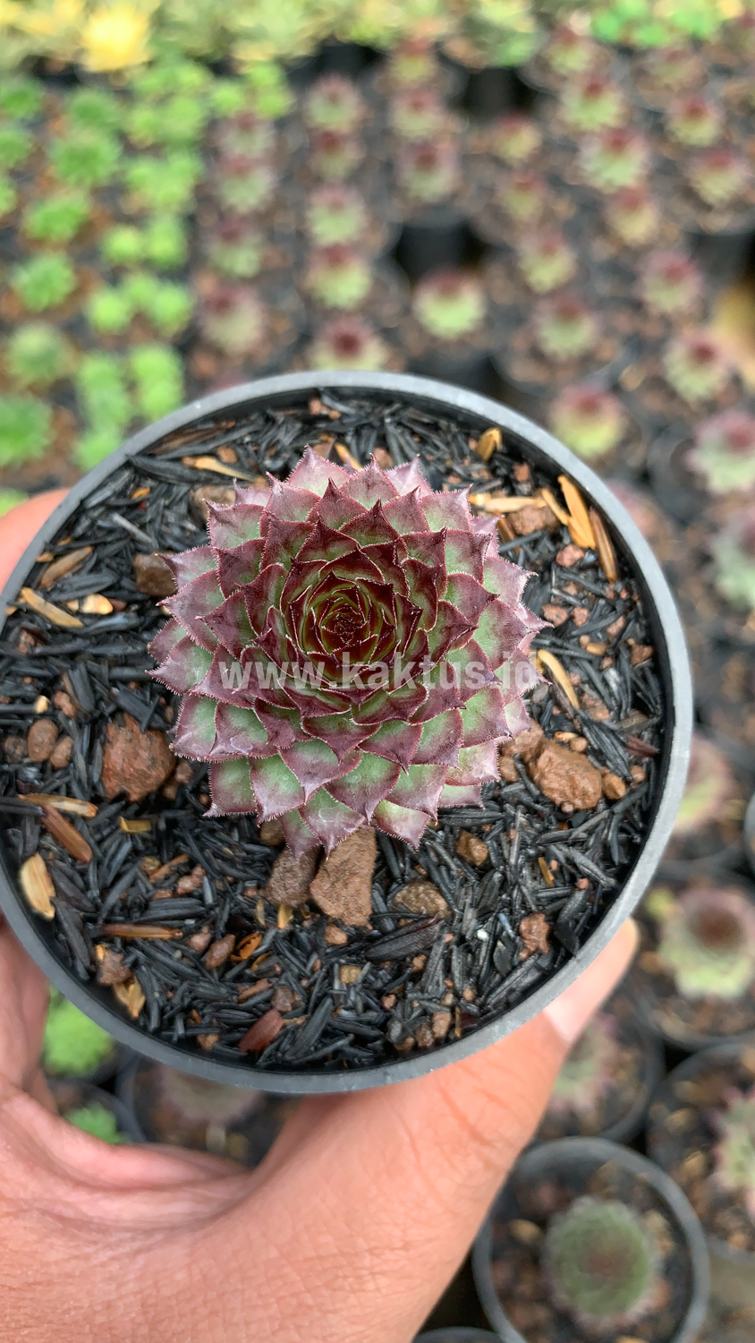 927. Sempervivum Lion King - Image 4