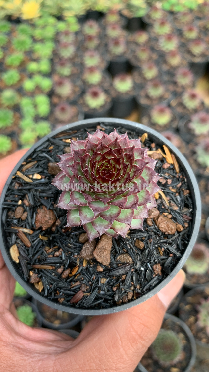 927. Sempervivum Lion King - Image 3