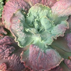 Alternative view of 928. Echeveria Mauna Loa Mature Size 25 Cm