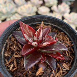 Alternative view of 929. Lenophyllum Guttatum Variegated