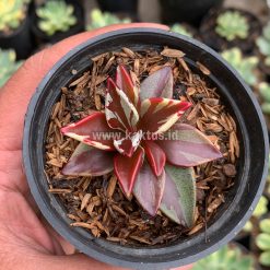 929. Lenophyllum Guttatum Variegated