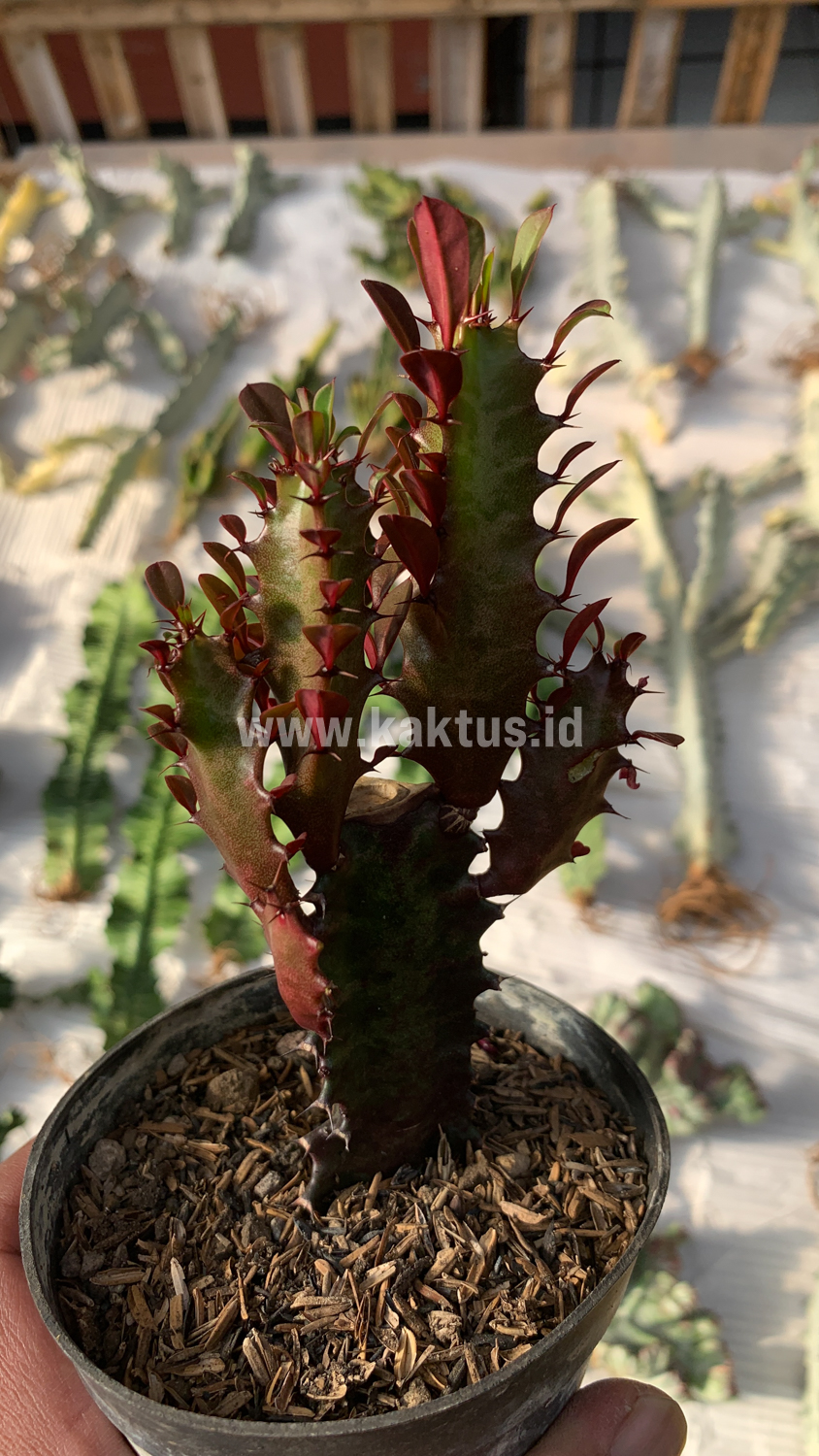 930. Euphorbia Trigona - African Milk Tree - Image 8