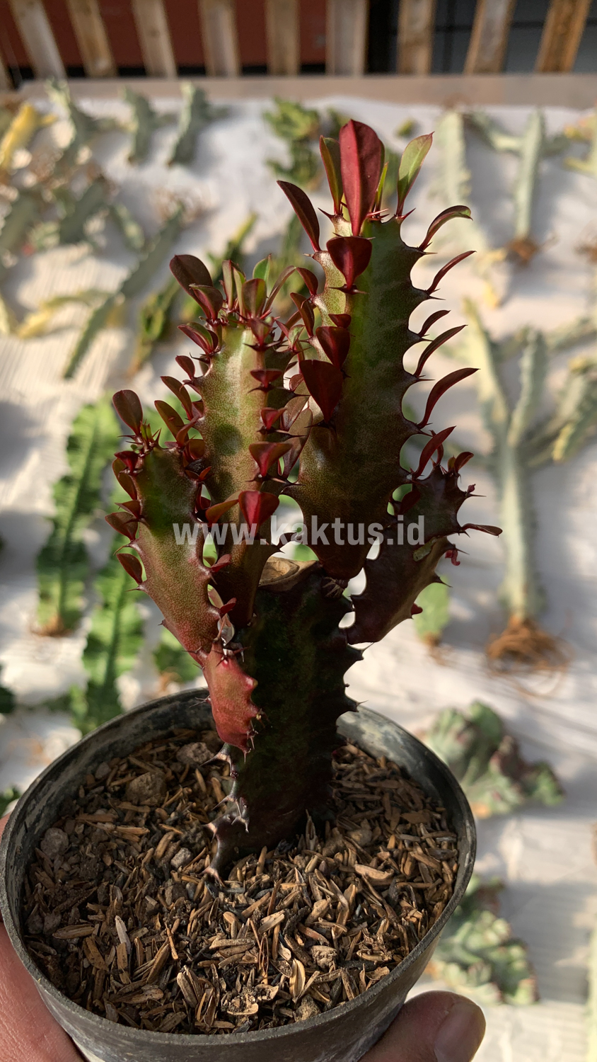 930. Euphorbia Trigona - African Milk Tree - Image 7
