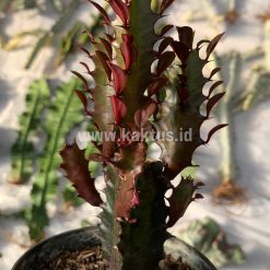 Alternative view of 930. Euphorbia Trigona - African Milk Tree