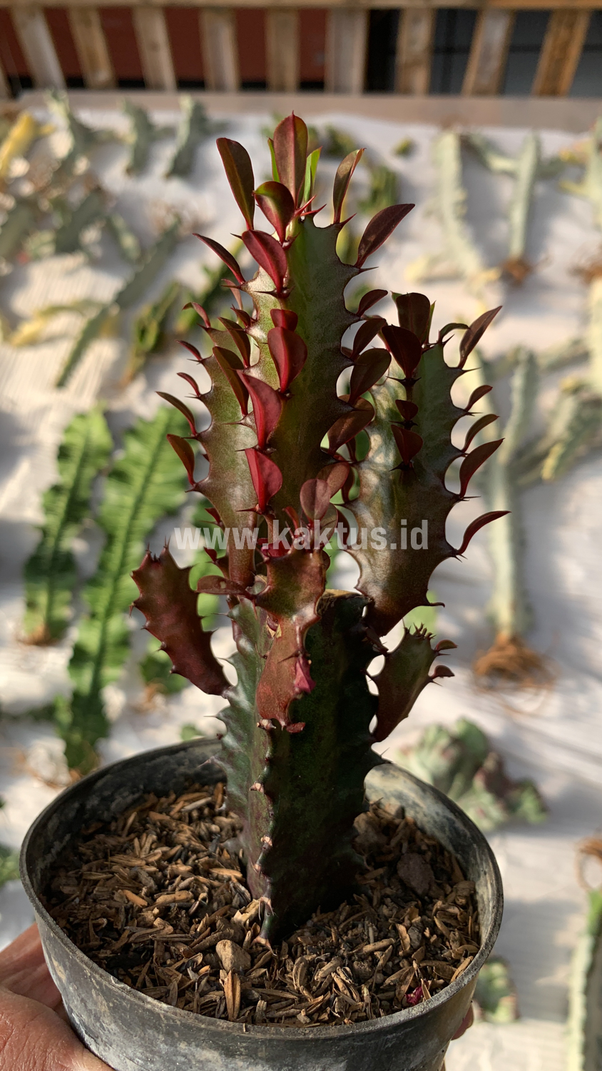 930. Euphorbia Trigona - African Milk Tree - Image 2