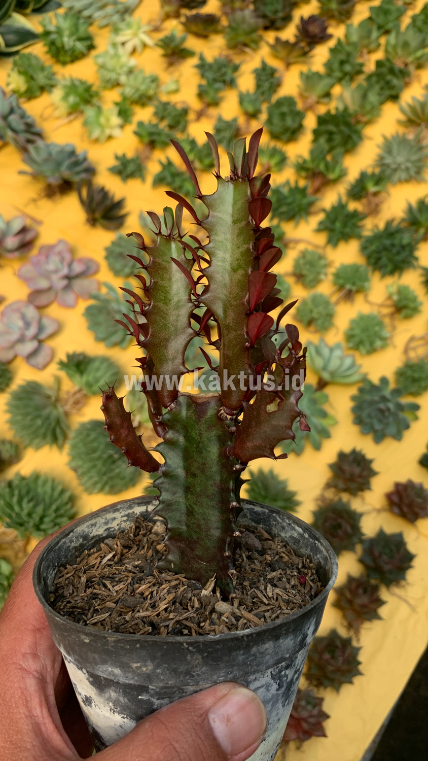 930. Euphorbia Trigona - African Milk Tree - Image 6