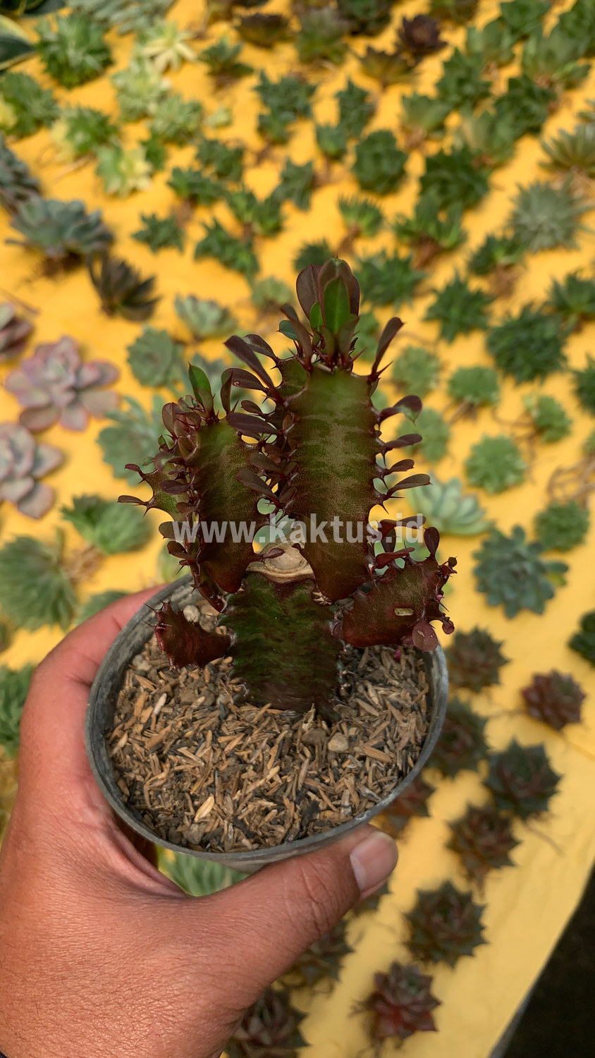 930. Euphorbia Trigona - African Milk Tree - Image 5
