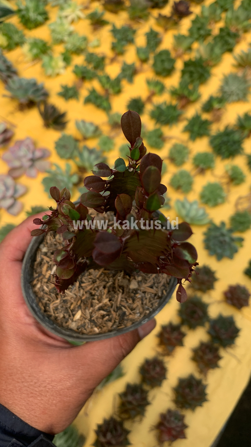 930. Euphorbia Trigona - African Milk Tree - Image 4
