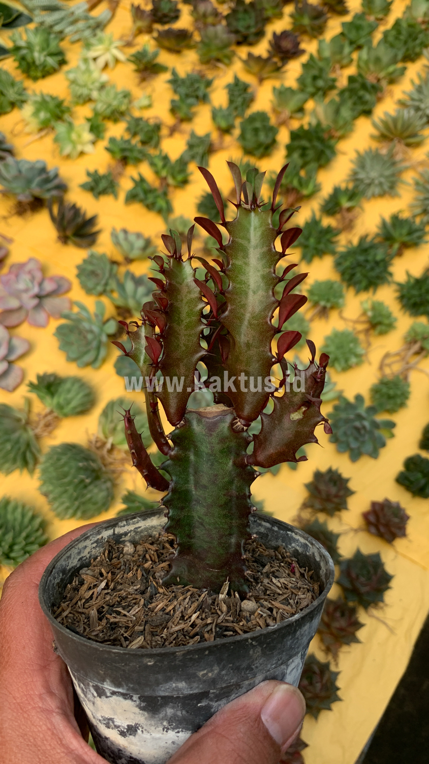 930. Euphorbia Trigona - African Milk Tree - Image 3