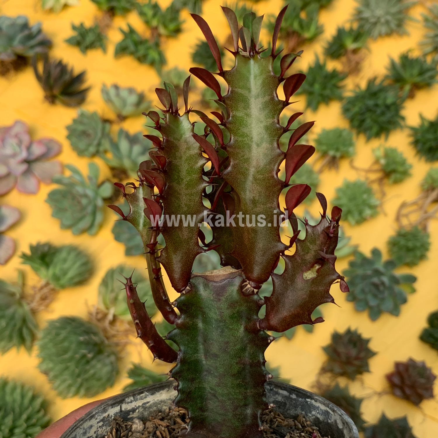 930. Euphorbia Trigona - African Milk Tree